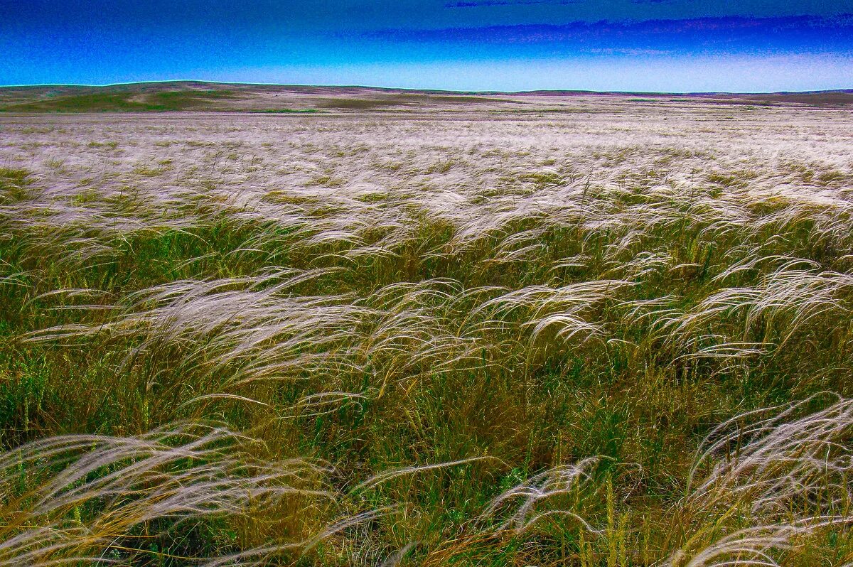 Ковыль стелется. Ковыль трава Степная. Ковыль Залесского - Stipa Zalesskii Wilensky. Степной ковыль Казахстана. Ковыль (Stipa).