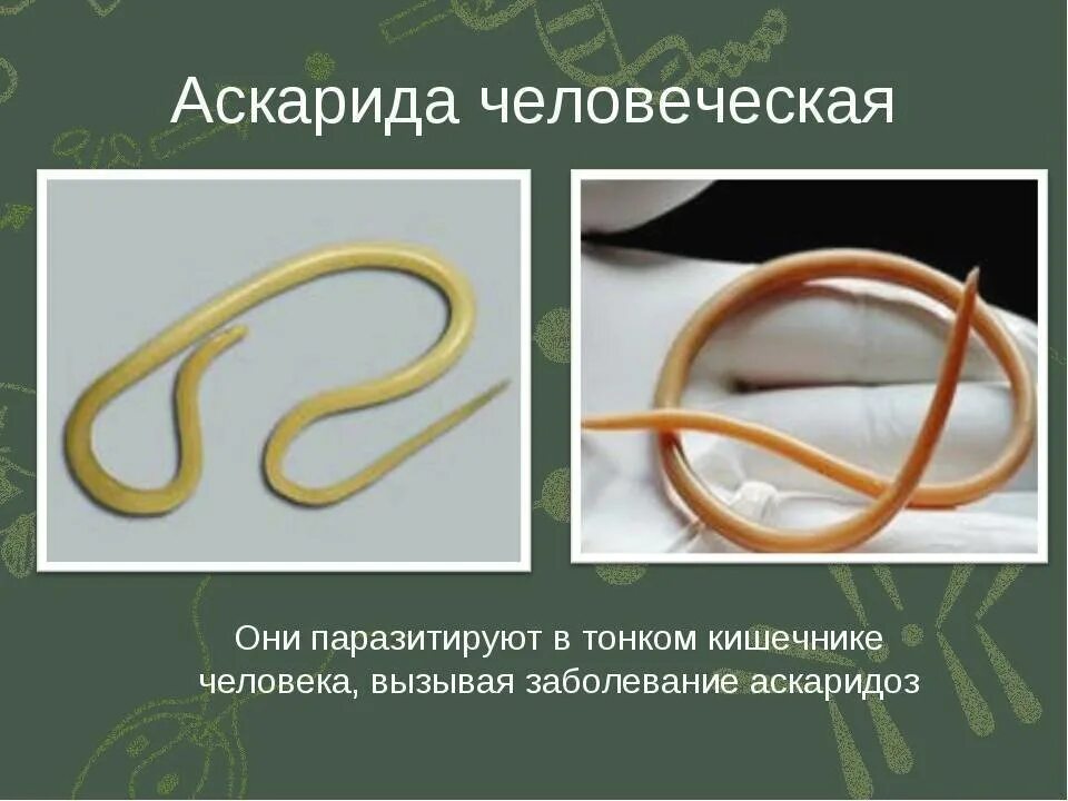 В какой среде обитает червь паразит. Круглые черви паразиты Острица. Размер и форма круглых гельминтов аскариды. Человеческая аскарида и Острица. Тип круглые черви аскарида.