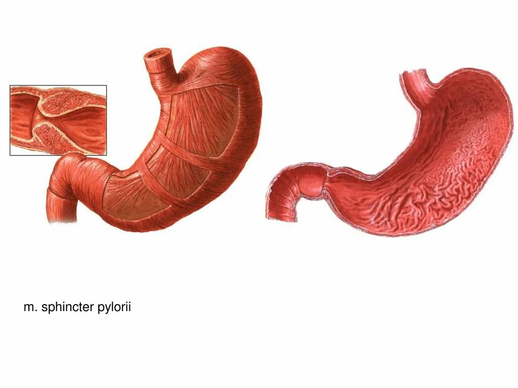 Спазмы сфинктера желудка. Сфинктральные мышцы.