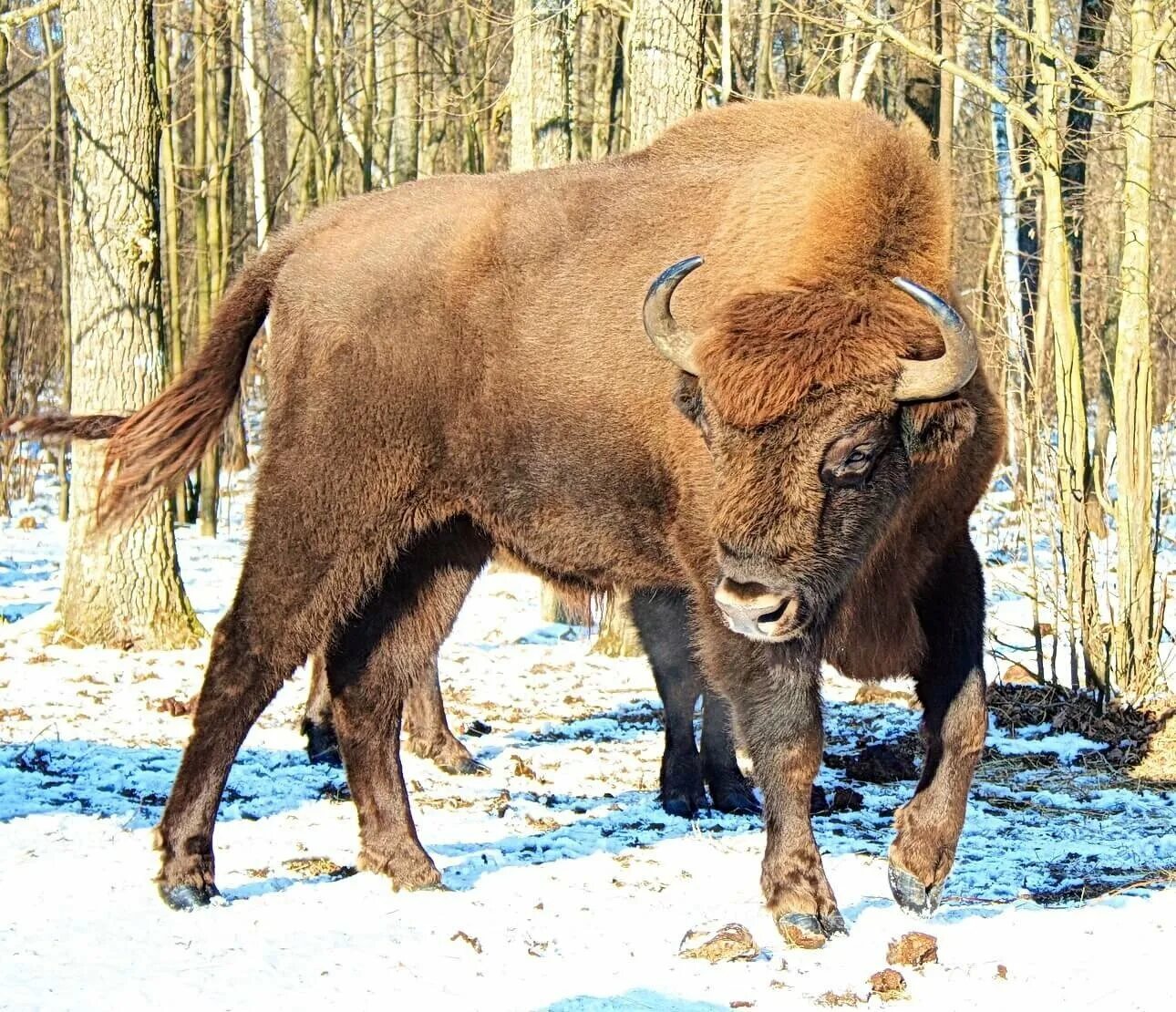 Зубр и зубренок. Какие зубры. Зубр bison bonasus. Зубр беларусь. Какие зубры.