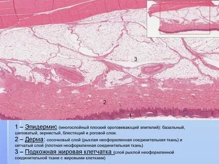 Слой кожи соединительной ткани