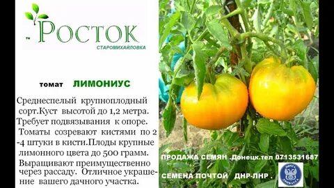 Сорт томата улучшенный
