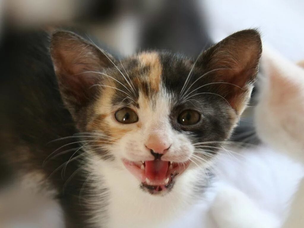 Мяукание кошки