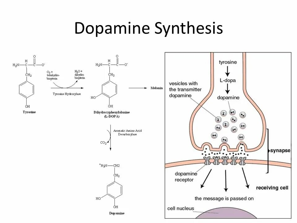 Synthesis. Синтез допамина. dopamine synthesis. гидраминное расщепление. допамин с синапсах.
