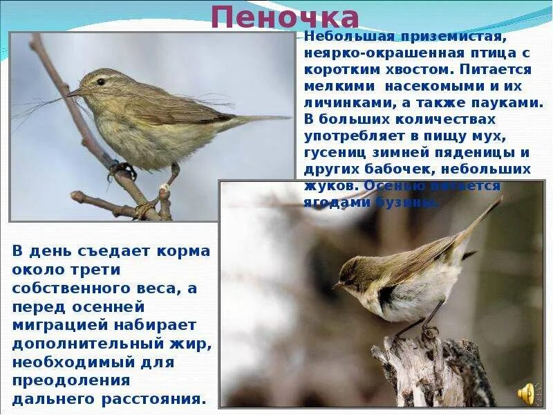 Пеночка теньковка птица. Пеночка описание. Пеночка лауры. Пеночка-теньковка. Бурощёкая пеночка.