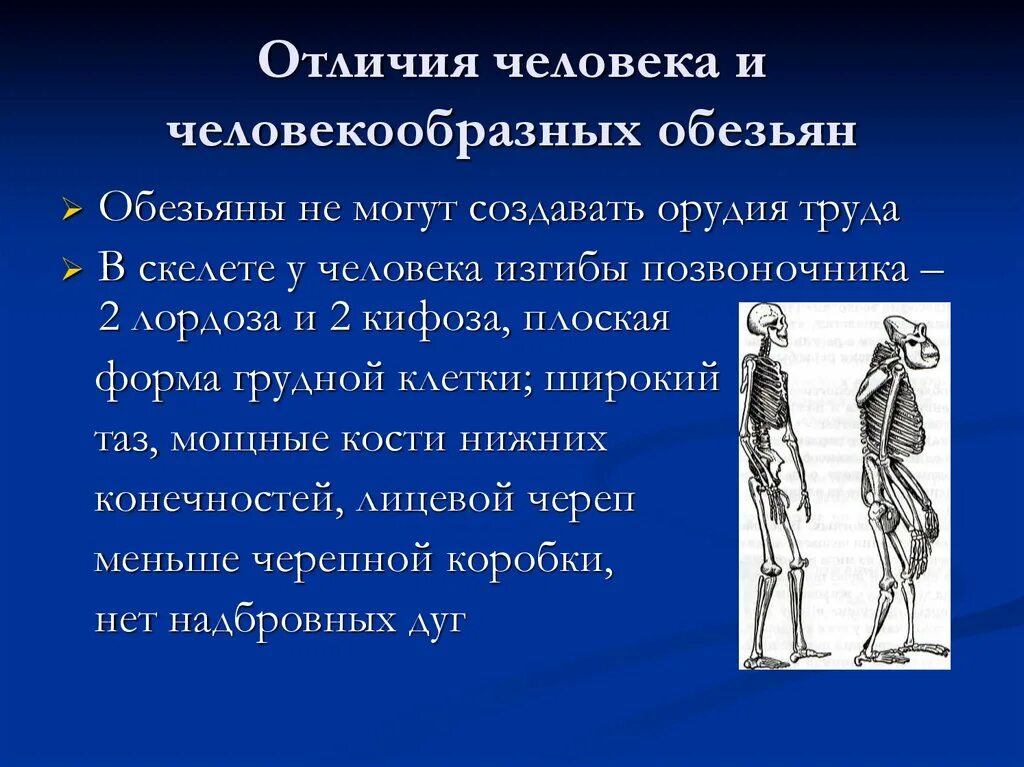 Что отличает человекообразную. Отличия человека и человекообразных обезьян. Различия человека от человекообразных обезьян. Отличия человека от человекообразных. Грудная клетка человека и человекообразных обезьян.