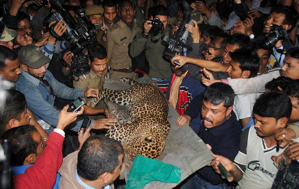 Нападения леопардов на людей. Леопард нападает на человека.