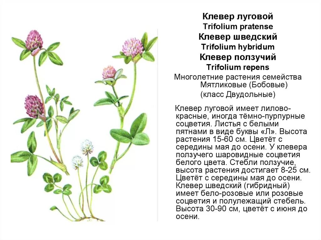 Клевер луговой и ползучий сходства и различия. Клевер ползучий стебель. Клевер Луговой гибридный ползучий. Клевер ползучий строение соцветий. Клевер ползучий побег.