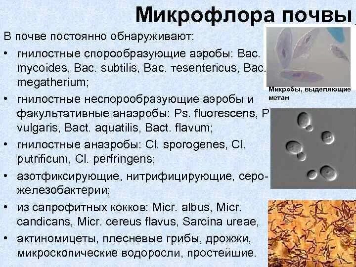 К какой группе относятся микроорганизмы в почве. Охарактеризуйте микрофлору почвы. Болезнетворные микроорганизмы в почве. Микроорганизмы почвы микробиология. Микрофлора воды почвы и воздуха микробиология.