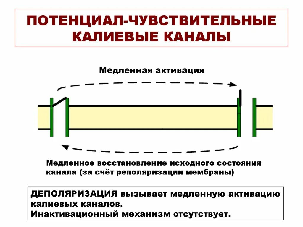 Быстрые натриевые каналы. Потенциал чувствительные каналы. потенциал чувствительного натриевые каналы. потенциал зависимые натриевые каналы. потенциал зависимый калиевый канал.