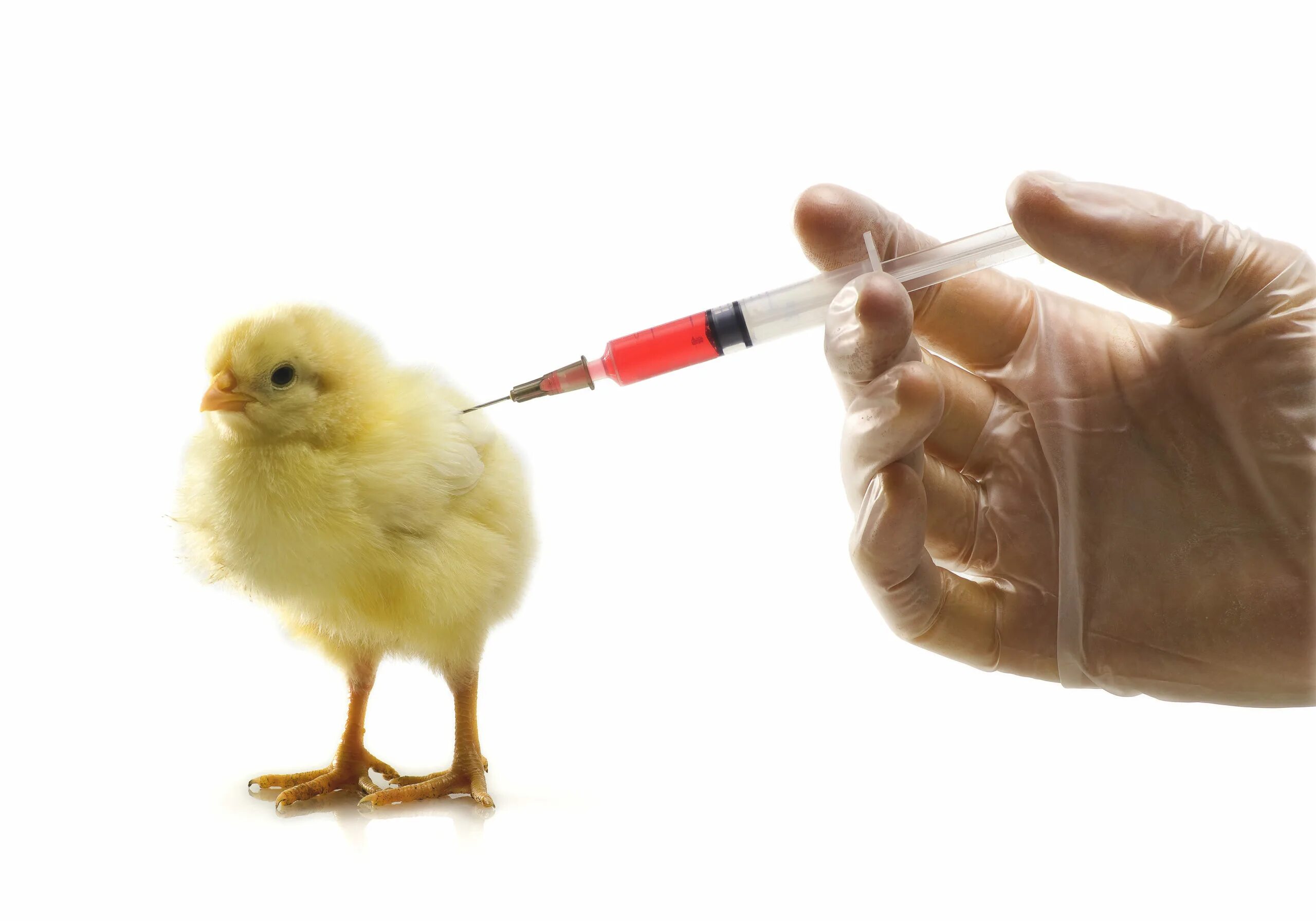 Курица в крови что делать. Инфекционный бронхит птиц вакцина. Вакцинация цыплят. Вакцинация бройлеров.
