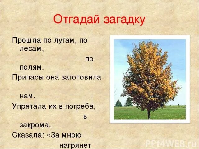 Отгадай загадку 1 цветом зимой и летом