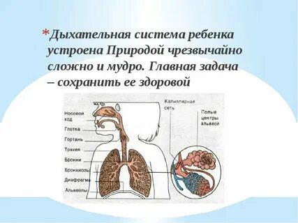 Орган дыхания зародыша