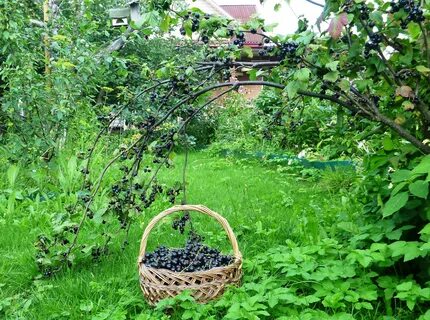 Люблю запах смородины