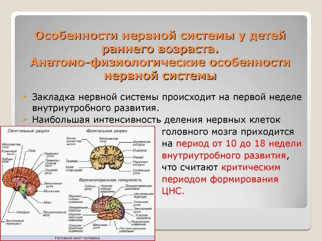 Развитие мозга возраст. Особенности нервной системы у детей. Анатомо-физиологические особенности нервной системы у детей. Афо нервной системы у детей. Анатоммя физиологический особенности нервный система у детей.