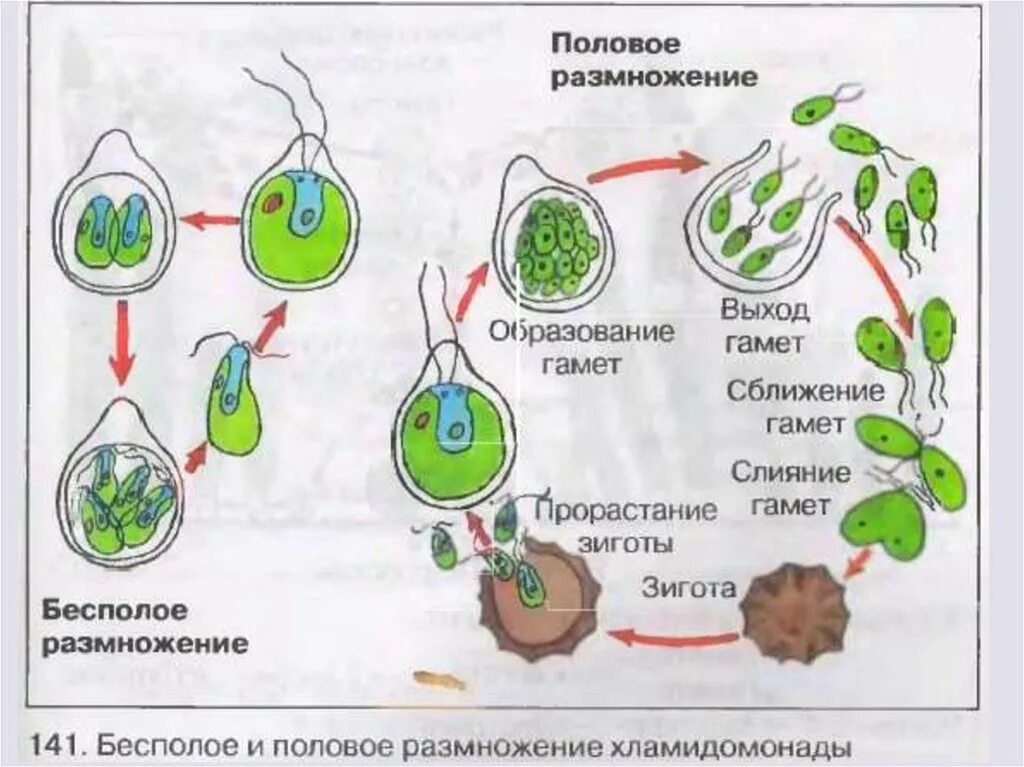 Цикл размножения хламидомонады. Схема полового размножения водорослей. Размножение водорослей хламидомонада схема. Цикоы размножения хламидомонад. Для успешного слияния гамет и образования