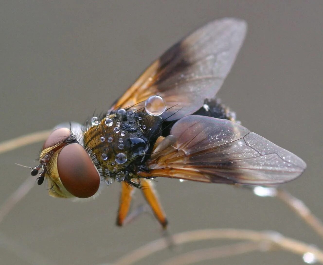 комнатная муха это двукрылое насекомое. длину тела взрослого насекомого. Musca domestica комнатная муха. Diptera двукрылые. комнатная муха это двукрылое насекомое.