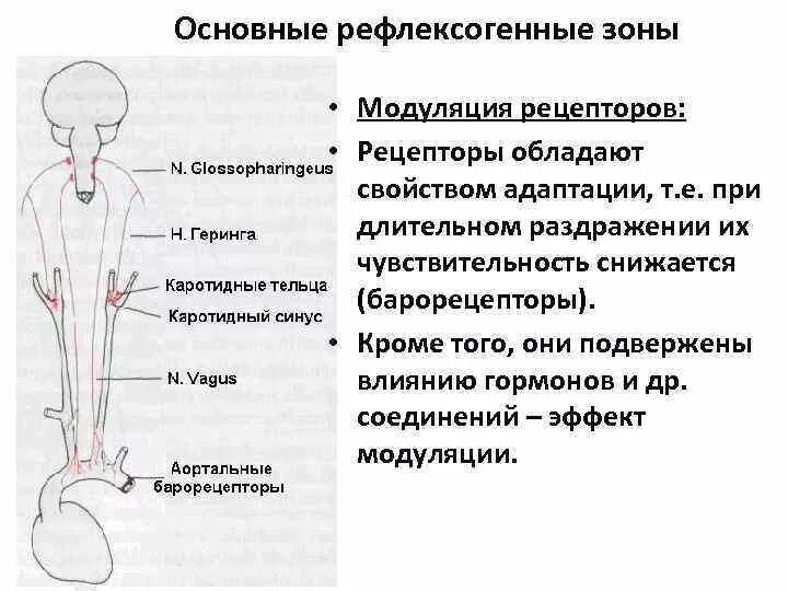 Рефлексогенная зона физиология. Рефлексогенные зоны. Сосудистые рефлексогенные зоны. Важнейшие сосудистые рефлексогенные зоны.