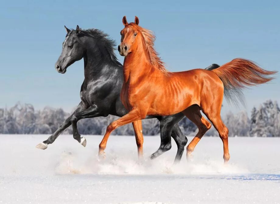 Несколько лошадок. Лошади. Красивые лошади. Две лошади. Грациозная лошадь.
