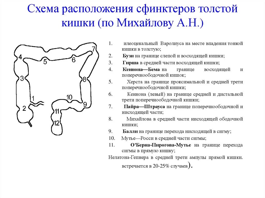 Сигма отделы. Строение тонкого и Толстого кишечника схема. Схема расположения кишок. Сфинктеры толстой кишки анатомия. Схема Толстого кишечника сбоку.