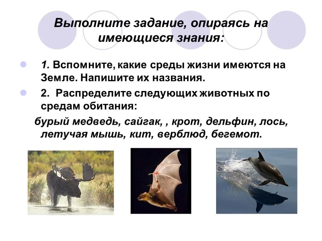Какую среду обитания освоила лисица ответ. Распределить животных по средам обитания. среды жизни млекопитающих сообщение. наземно-воздушная среда обитания примеры. какую среду обитания освоили беркут.