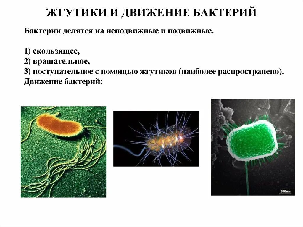 Жгутики бактериальной клетки. Строение жгутиков бактерий. Органы движения бактерий микробиология. Органы движения бактериальной клетки.