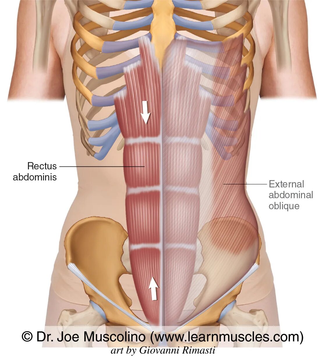 Прямые мышцы живота у мужчин. Rectus abdominis muscle. M obliquus externus abdominis. Transversus abdominis. Musculus rectus abdominis функция.
