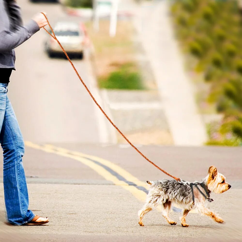 Walking pet. Поводок для собак. Прогулка с питомцем. Прогулка с собакой на поводке. Щенок с поводком.