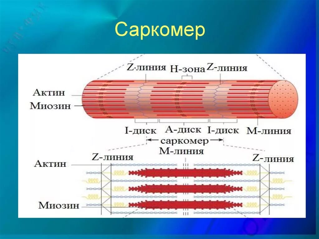 Миофибриллы состоят из. Мышечное волокно миофибриллы саркомер. Строение мышечного саркомера. Строение саркомера мышечного волокна. Строение саркомера мышечного волокна гистология.