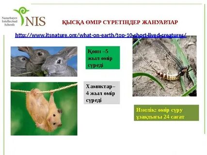 Қарт әйелді есекке сиғызды