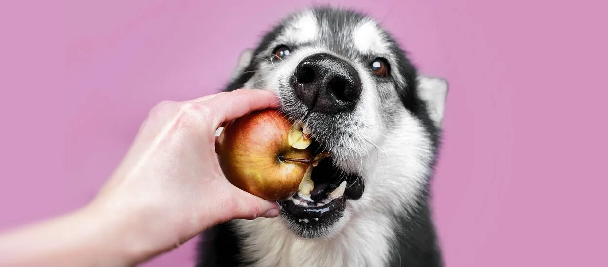 Можно давать яблоко щенку. Собака с яблоком. Хаски яблоко. Собачка в яблоке. Собака с яблоком в зубах.