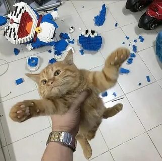Destroy cat