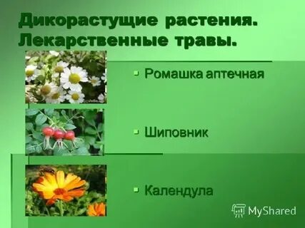 Культурные и лекарственные растения
