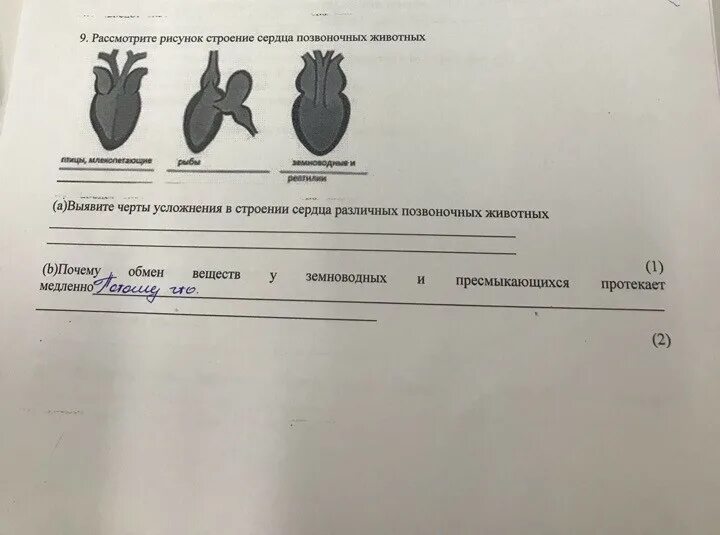 Контрольная работа по теме позвоночные животные 7. Строение сердца позвоночных. Строение сердца у разных классов позвоночных. Сердце позвоночных животных. Строение сердец разных классов животных.