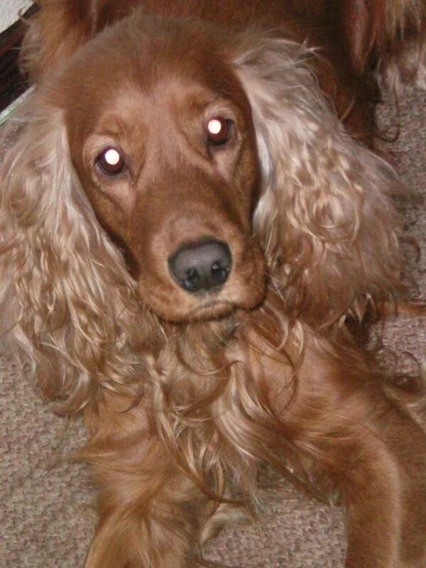 кокер спаниель в добрые руки