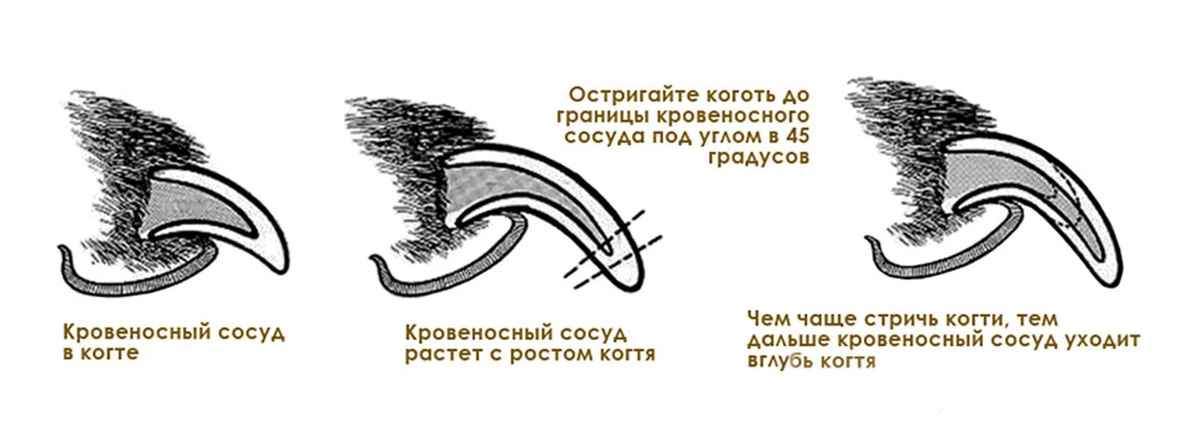 Как обрезать котам когти. Как обрезать когти собаке гильотиной. Когти собак строение подстригание. Надо ли подстригать коту когти. Нужно ли подстригать когти