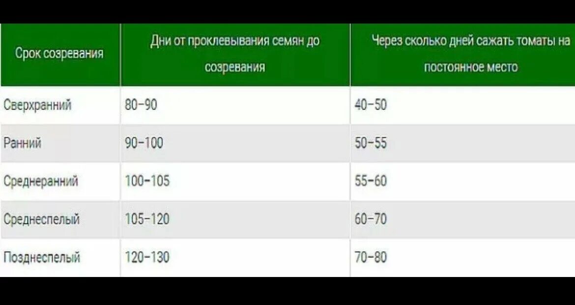 За сколько дней до высадки сеять помидоры. Сроки посева томатов по срокам созревания таблица. Сроки созревания томатов. Срок созревания помидоров. Период созревания томатов.