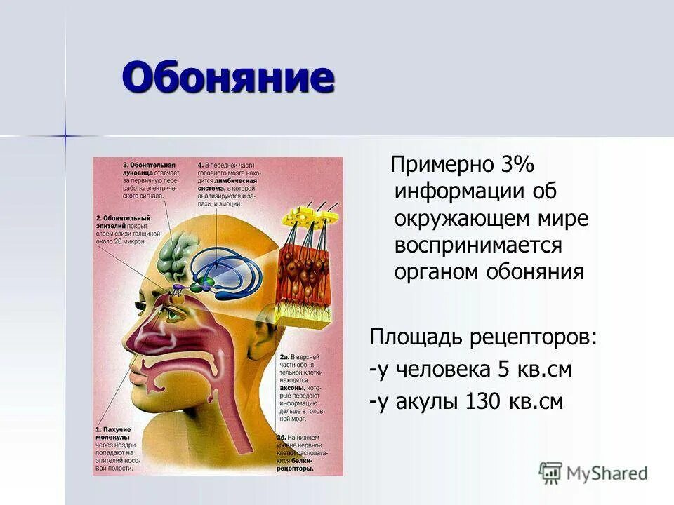 Обоняние какой орган. Орган обоняния. Орган обоняния у человека. Строение органа обоняния человека. Органы чувств обоняние.