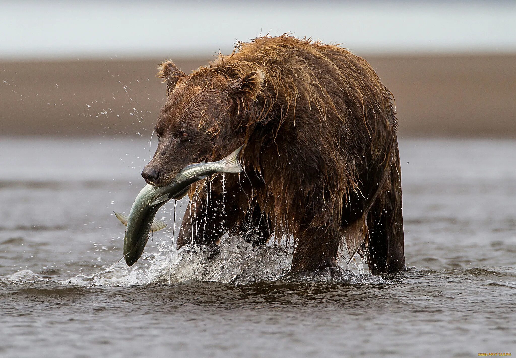 Бурый медведь питается рыбой. Бурый медведь ест рыбу. Медведь Гризли. Медведь ловит рыбу.