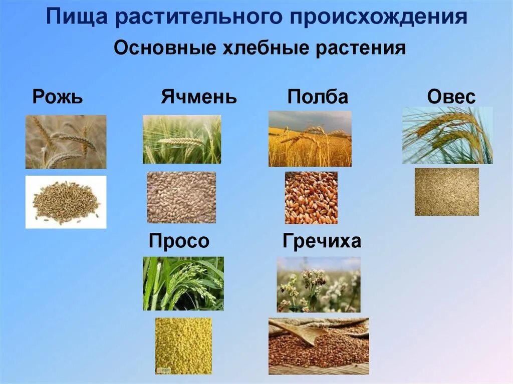 Злаки растения примеры названия. Зерновые растения. Хлебные культурные растения. Зерновые культуры и злаки. Зерновые культуры хлебные злаки.