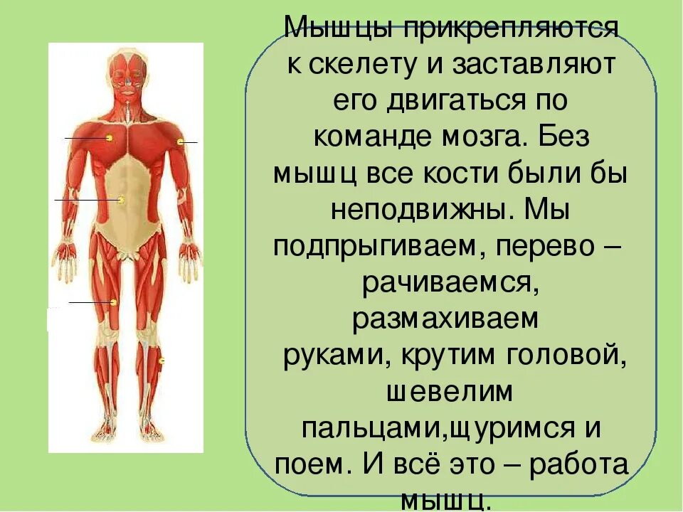 Задание по теме мышцы. Мышцы человека. скелет и мускулатура человека. мышцы человека 3 класс. скелетные мышцы человека прикрепляются к костям с помощью.