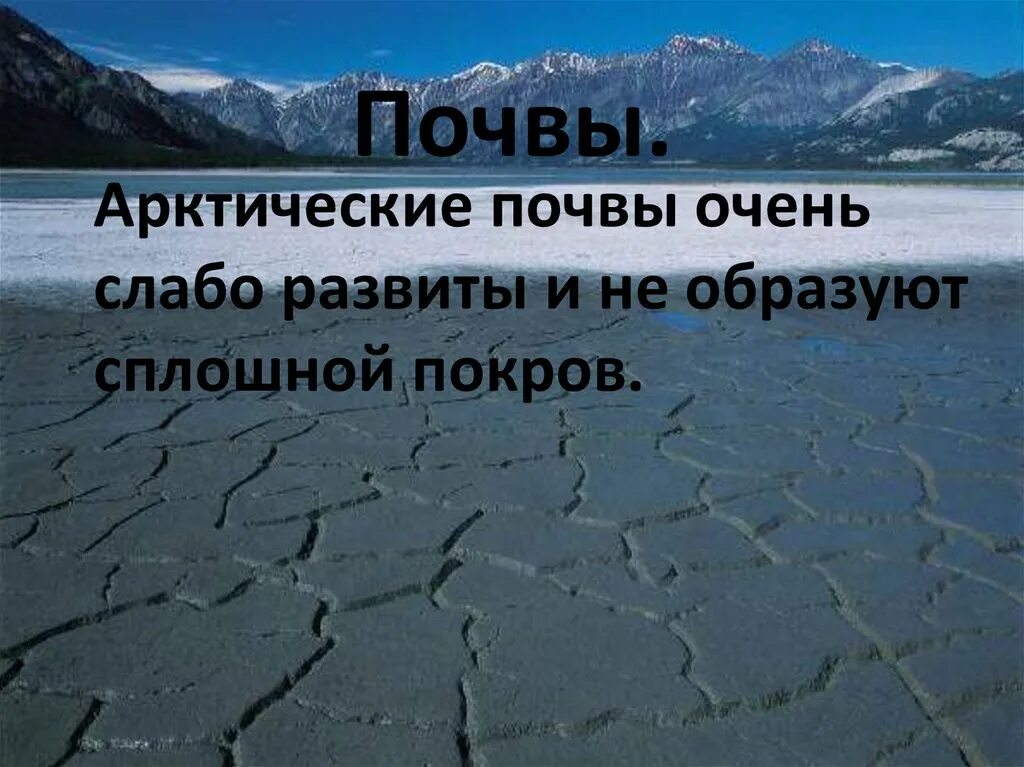 Характеристика почв арктических пустынь. Арктические почвы. Почвы Арктики. Арктические пустыни почвы. Почва Арктики 4 класс.