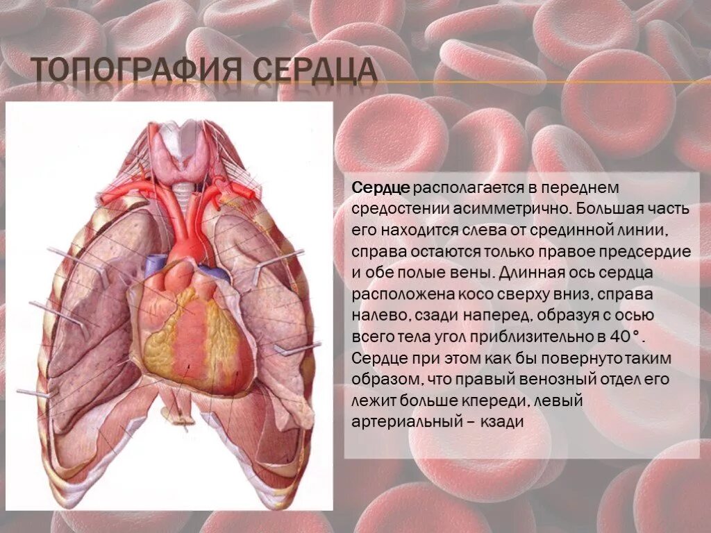 Широких сердец пограничная. Топография сердца. Топография сердца анатомия. Топография и строение сердца. Топография сердца границы сердца.