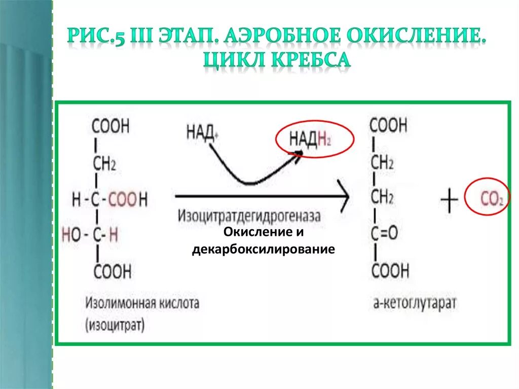 Аэробный цикл