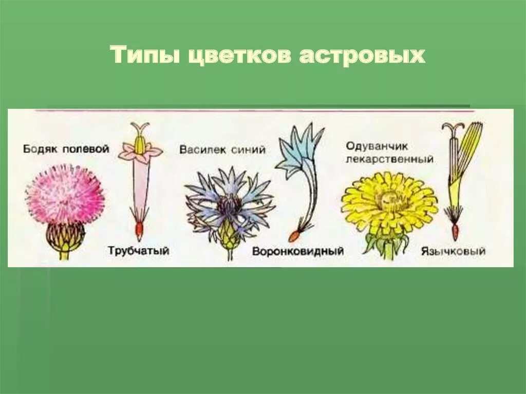 Определите форму цветка сложноцветных по описанию. Семейство Сложноцветные типы цветков. Трубчатый цветок сложноцветных. Строение цветков сложноцветных. Соцветия и типы цветков астровых.