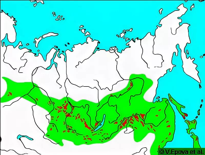 Лиственница сибирская ареал