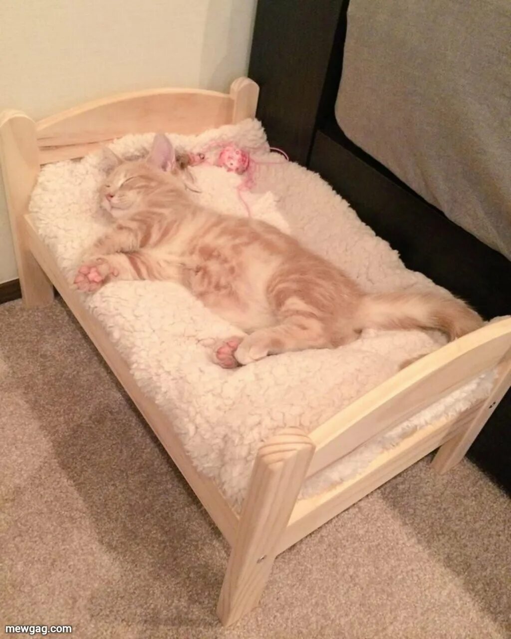 Как уложить котенка спать
