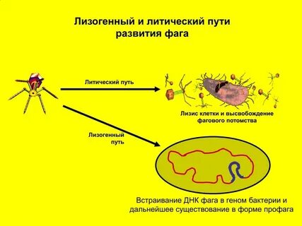 Литический цикл бактериофага