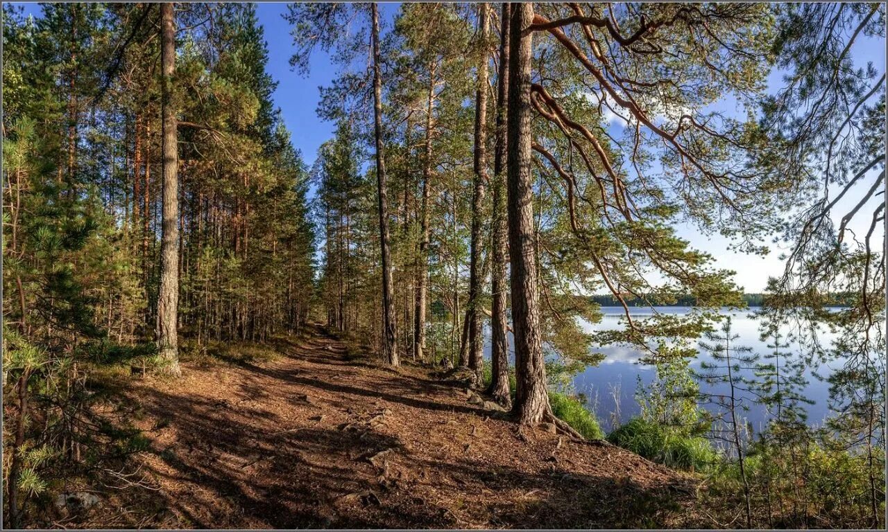 сосновый бор 16. бор сосны крымской беттинский. сосновый бор дом ельник. сосновый бор карельский перешеек. историко-природный комплекс «сосновый бор».