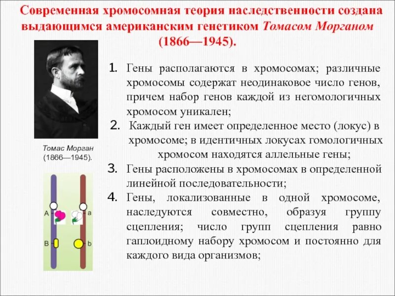 Хромосомная теория наследования т Моргана. Теория наследственности Моргана. Теории наследственности т. Моргана. Хромосомная теория наследственности Бовери и Сеттон. Гены в хромосоме образуют группу